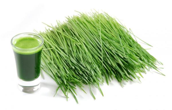 Pšenična trava - lekovita svojstva, upotreba i recepti
