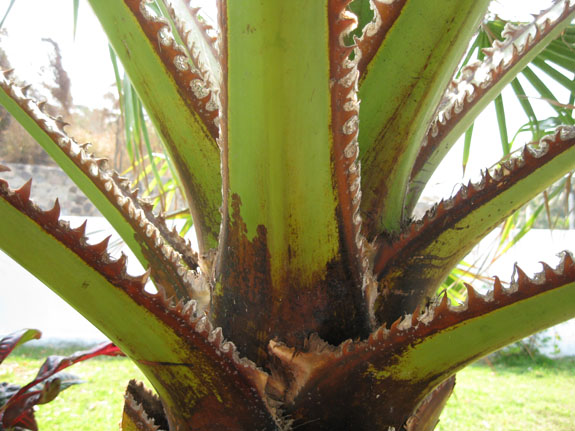 Testerasta palma - lekovita svojstva i upotreba