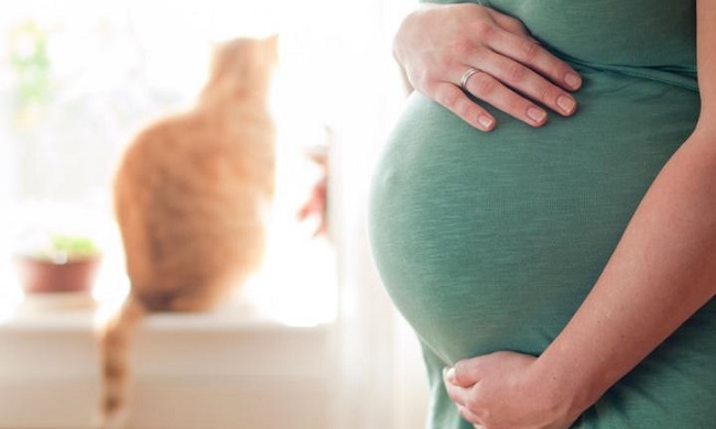 Toksoplazmoza u trudnoći – simptomi, iskustva i lečenje