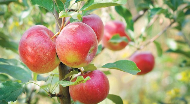 Zaštita jabuke od bolesti
