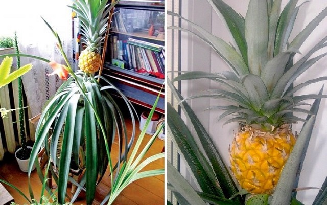 Kako posaditi i uzgajati ananas