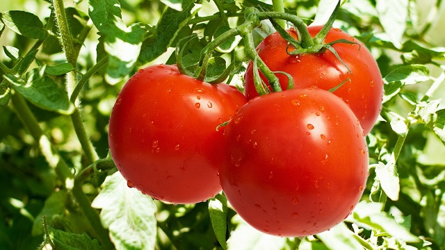 Sadnja, sorte i uzgoj paradajza