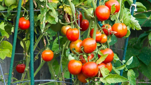 Zaštita paradajza od bolesti