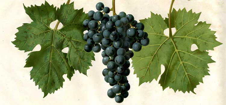Zaštita vinove loze od bolesti