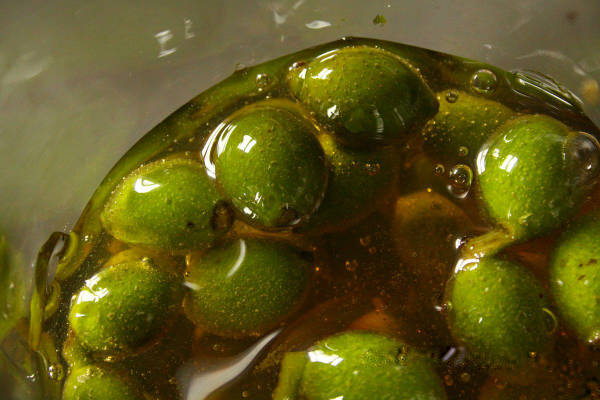 Zeleni orasi u medu - upotreba i recept