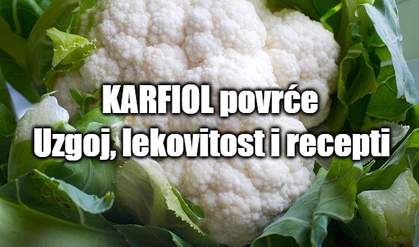 Karfiol povrće - uzgoj, lekovitost i recepti